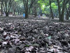 -杭州植物园