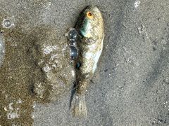 -启东黄金海滩景区