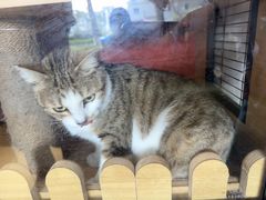 -御宝贝·A梦猫科宠物医院(国际猫友好医院)