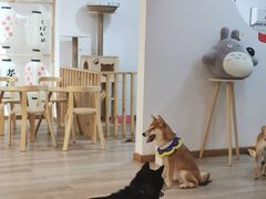 -柴迷FANS CLUB·柴犬狗咖·猫咖
