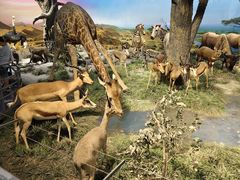 -国家自然博物馆