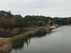 -上海长兴岛郊野公园