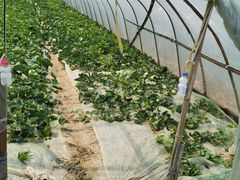 -南汇老顾农家乐采摘大团水蜜桃采摘店