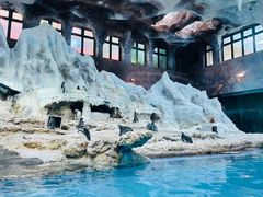 -帝企鹅自助餐厅•儿童岛•真企鹅(长隆企鹅酒店)