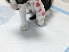 -嘉馨宠物医院·CT影像转诊·心脏科·犬猫全科诊疗中心(下沙大学城院区)