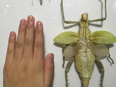 -上海昆虫博物馆