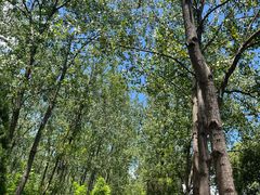 -合肥滨湖国家森林公园