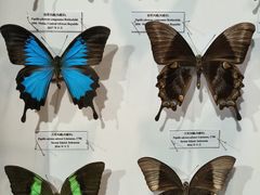 -吉林省自然博物馆
