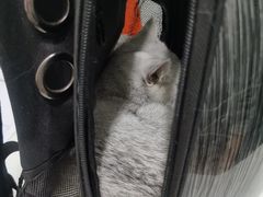 -伟伟宠物医院·CT影像中心·瑞派犬猫综合性门诊(汉口总院)