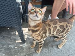 -喵屿·大理花园猫咖