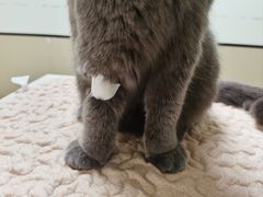 -格蕾宠物医院24H·猫科·肿瘤科·骨科中心(福州总院)