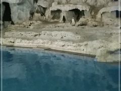 -帝企鹅自助餐厅•儿童岛•真企鹅(长隆企鹅酒店)