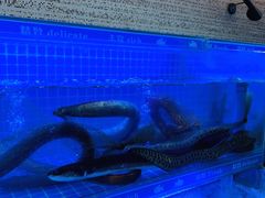 鳗鱼-格力东澳大酒店-蓝色海岸餐厅