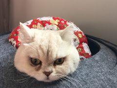 -关爱宠物医院·猫科中心·消化科(滨湖万达分院)