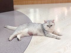 -猫和宫(六道口店)
