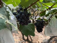 -马陆小张葡萄园农家乐