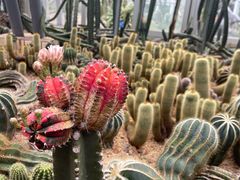 -深圳仙湖植物园