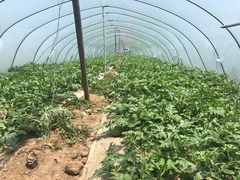 -南汇老顾农家乐采摘大团水蜜桃采摘店