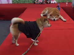 -东浩兰生上海世博展览馆