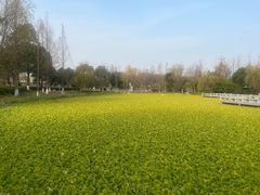 -洋湖国家湿地公园