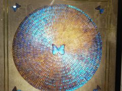 -上海昆虫博物馆