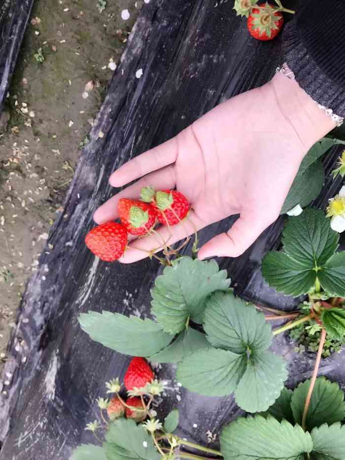 上海白鹤草莓园图片