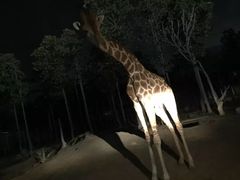 -清迈夜间动物园