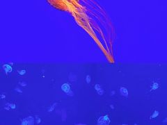 -上海海洋水族馆