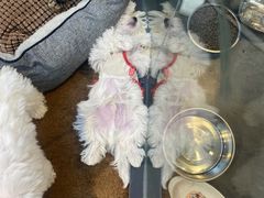 -萌兽医馆·眼科·异宠专科(三里屯店)