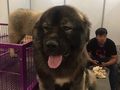 -东浩兰生上海世博展览馆