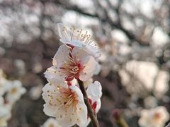 -杭州植物园