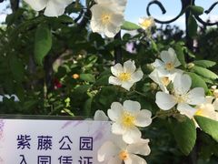 -嘉定紫藤园