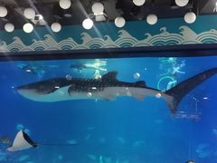 -烟台海昌鲸鲨海洋公园