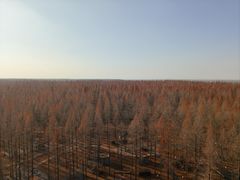 -黄海国家森林公园