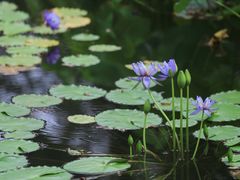 -国家植物园南园