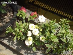 DSC00023-老洋房花园饭店(绍兴路店)