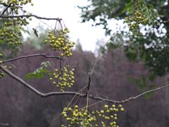 -蜀冈西峰生态公园