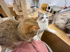 -有喵·猫咖·狗咖·30几只猫10只小狗(岗厦店)