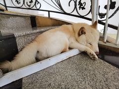 -喜柴咖啡·柴犬狗咖