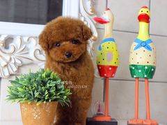 宁波诺比宠物待售幼犬，玩具泰迪贵宾幼犬-诺比宠物医院心脏内科·泌尿肾内外科·骨科急重症