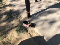 -萌宠亲子动物乐园(槐房万达店)