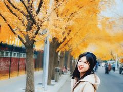 -三里屯东五街银杏大道