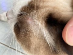 -袖虎猫馆(十亩地店)