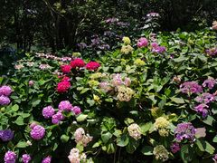 -上海共青森林公园