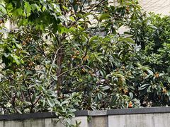 -上海兴国宾馆香樟园西餐厅