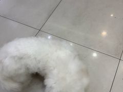 -瑞鹏宠物医院·内科·中兽医·骨科(苗圃店)