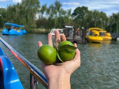 -上海长兴岛郊野公园