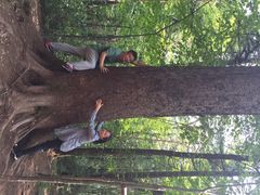 iphone_upload_pic-五营红松林海景区