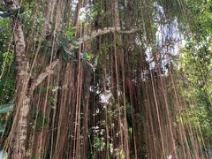 -中国科学院西双版纳热带植物园