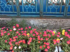 小花朵朵-Sirena海妖日咖夜酒